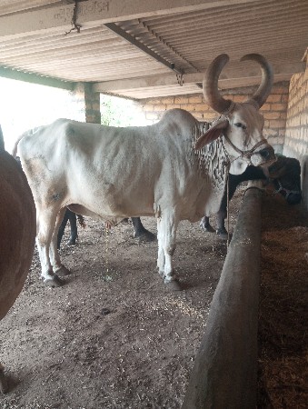 1 બડધ વેચવા નો સે