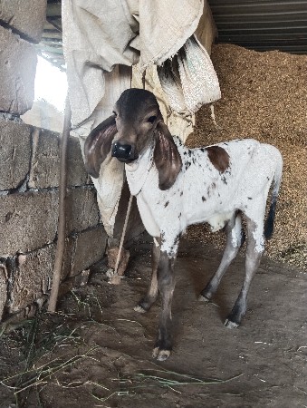 ગીર ગાય વેચવાની છે