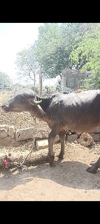 પાડી વેચવાની છે