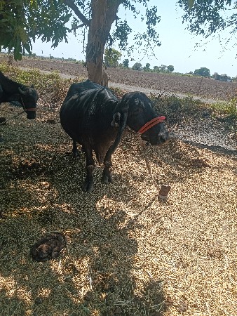 ભેંશ