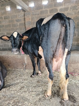HF પીયોર