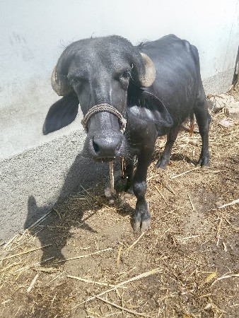 વેચાવ