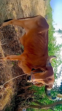 રીજવાન ભાઈ 968731216