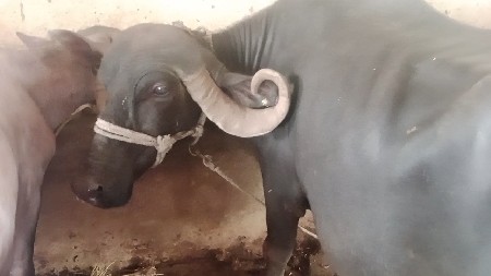 વેચવાની છે ભેંસ