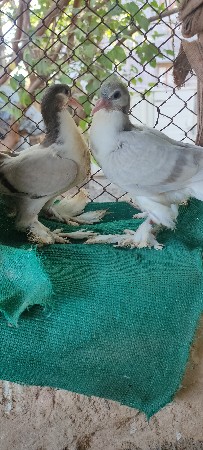 કબુતર વેચવાના છે