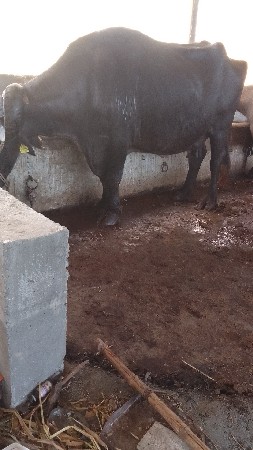 વેચવાનીછે
