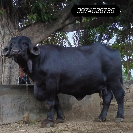 jafrabadi bhesh