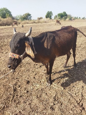 7 સાત વાસડીયુ વેસ્વાનિસે