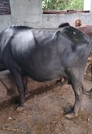 2 બકરા 1ઘેટો 1 પાડો 1પાડી 1 ભેશ