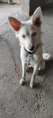 પામોલિયન female dog વેચવાની