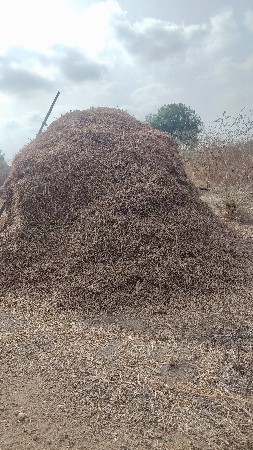 ભુકો માંડવીનો