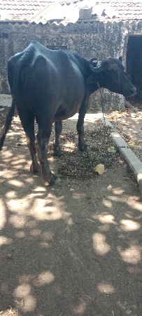 ખડેલા વેસવાના છે