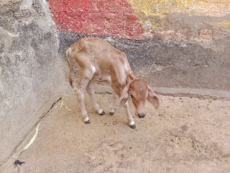 લાલ ગાય વેચવાની છે