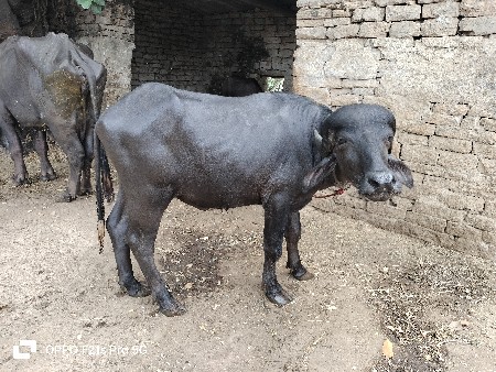 ખડેલું વેચવાનું છે