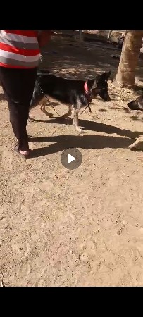 બેય કુતરી વેચવા ની છે