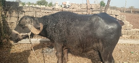ભેંસ વેચવાની છે