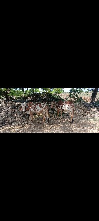 ગોઢલા વેચવાના છે