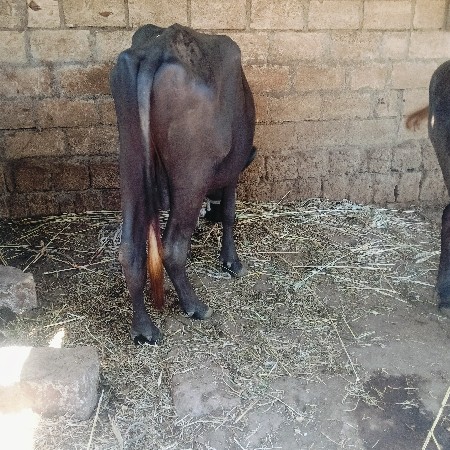 પાડો વેચવાનો છે