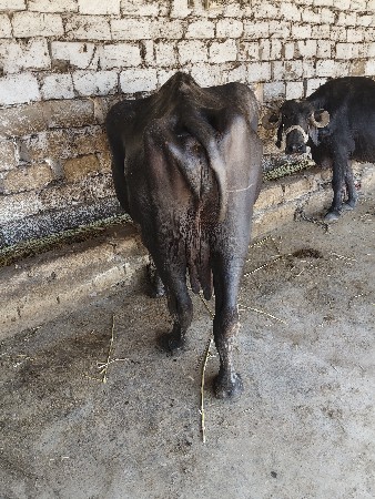 ભેંસ..વેતર .3.