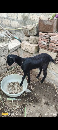 2 બકરી વેચવાની છે