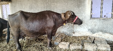 ભેસ વેસવાની સે