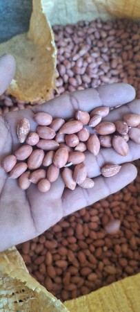 ગીરનાર4