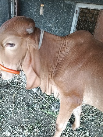 kut 2.5વરસનો se. rs.51000