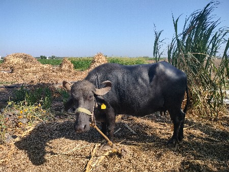 ભેંશ વેચવાની સે