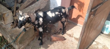 બકરી