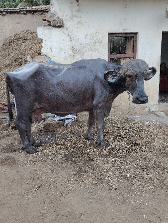 ભેંસ વેચવાની છે