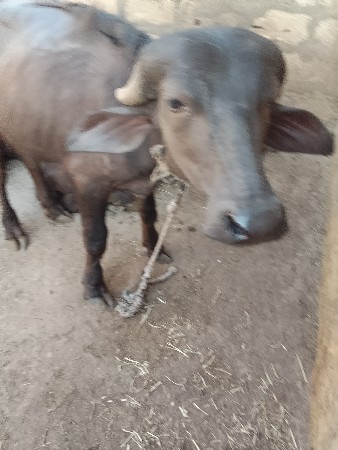 પાડી વેચવાની છે.