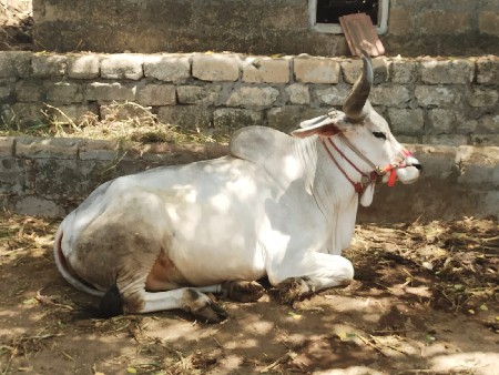 વેચવાના છે