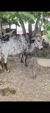 આ ગાય વેચાવા નિ છે