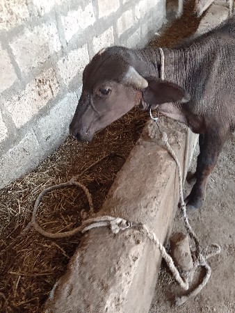 પાડો વેચવાનો છે
