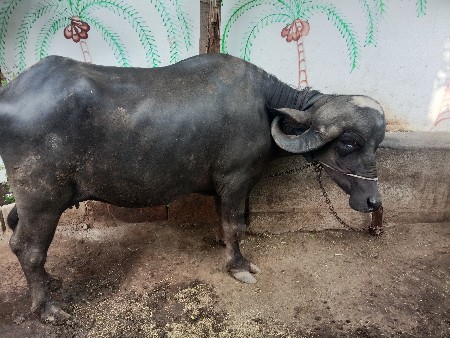 પેલ વેતરી ખડેલી વેશ્વાની સે