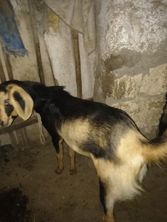 4 બકરા વેચવાના છે