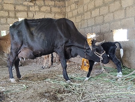 3 વેતર ગાય વેસવાની છે