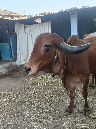 ગાય