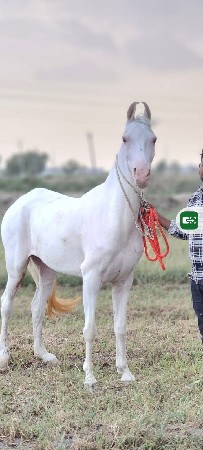 ઘોડી વેચવાની સે