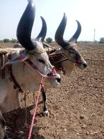 aana hai ful javabdari