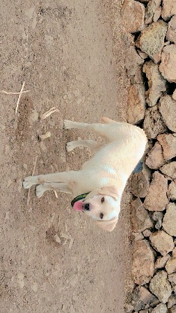 લેબરા  કૂતરી નાં સાટા માં