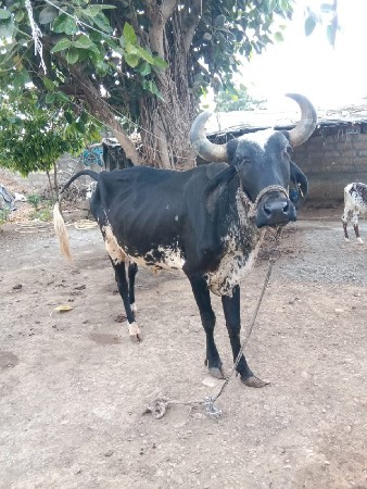 ગાય વેચવાની છે