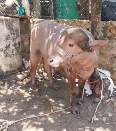 પાડા