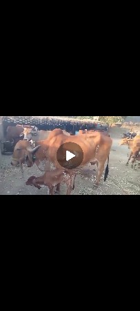 ગીર ગાય છે