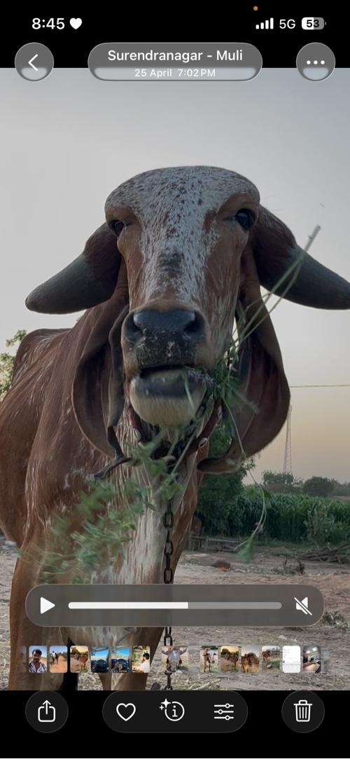 ઓળકી ના સાટા કરવા ના સે