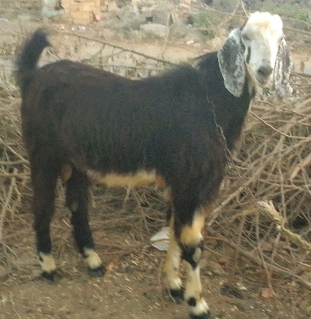 બકરા વેચવાના છે
