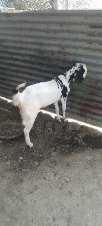 એક બકરી ને બે પાઠ વેચવાની છે