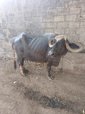 આ ભેંસ વેચવાની છે