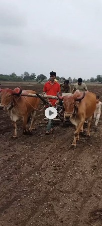 ગોઢલા વેશવાનાછે