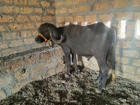 પાડો વેચવાનો છે